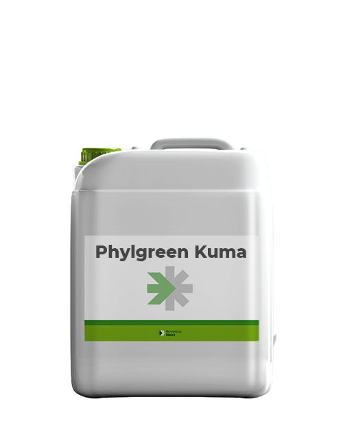 phylgreen_kuma