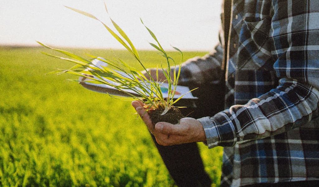 hand-of-expert-farmer-checking-soil-health-before-2022-11-02-00-37-34-utc (2) (1)